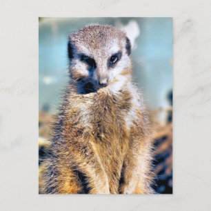 MEERKAT POSTCARD