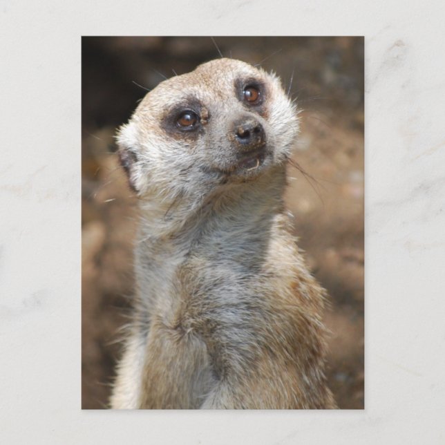 Meerkat Postcard (Front)