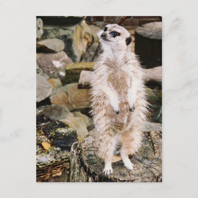 Meerkat Postcard (Front)
