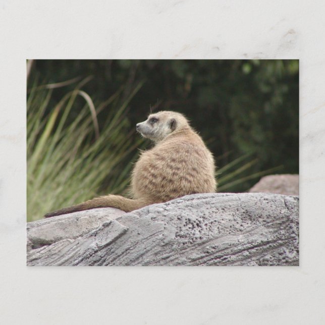 Meerkat Postcard (Front)