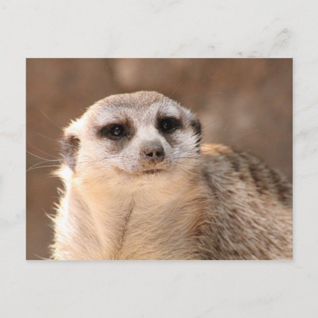 Meerkat Postcard (Front)