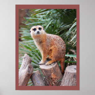 Meerkat Poster