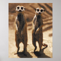 Meerkat Poster