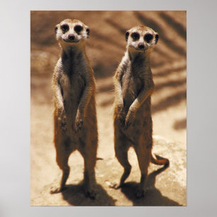 Meerkat Poster