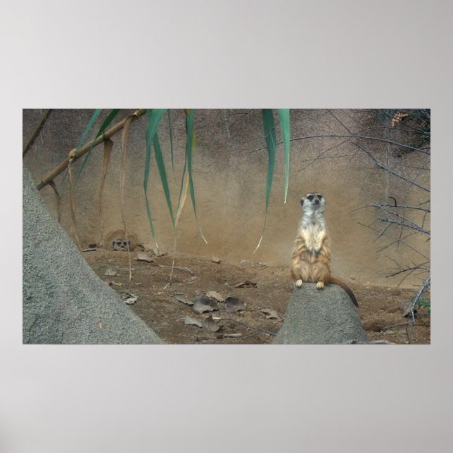 Meerkat Poster (Front)