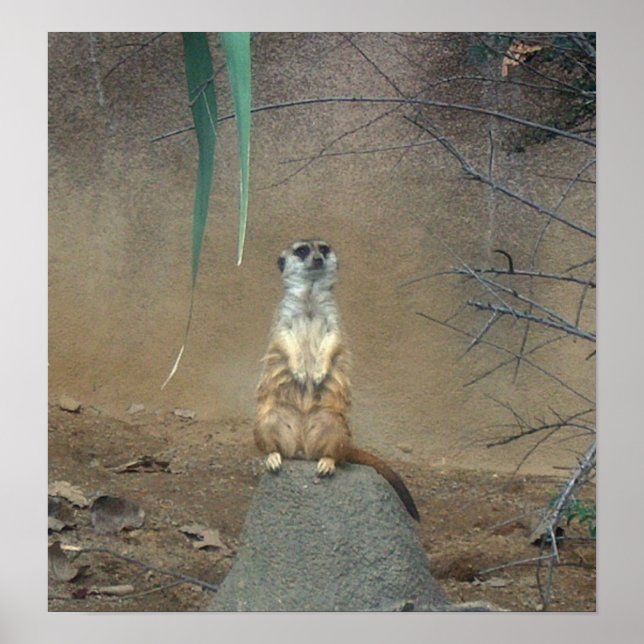 Meerkat Poster (Front)