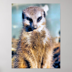 MEERKAT POSTER