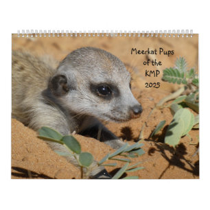 Meerkat Pups of the KMP 2025 Calendar