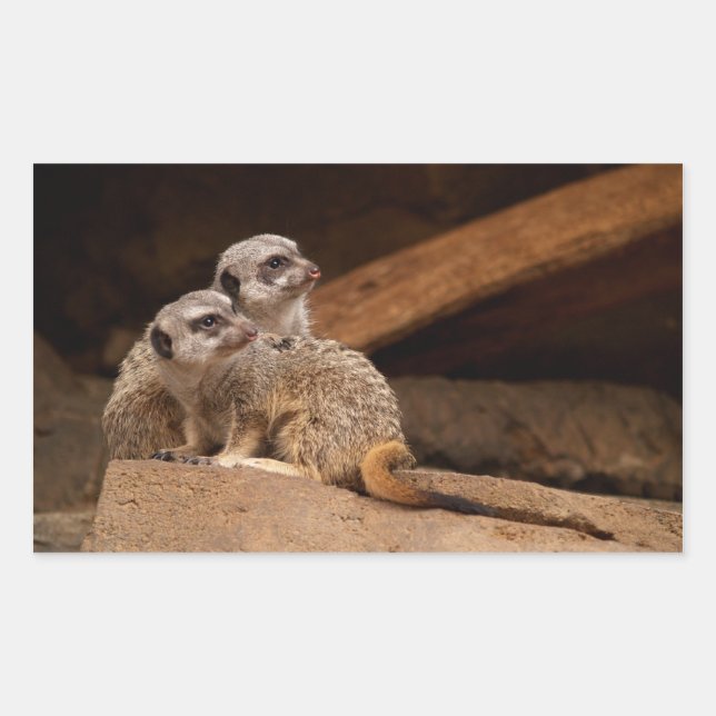 Meerkat Rectangle Sticker (Front)