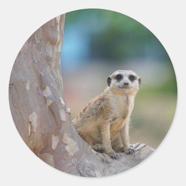 Meerkat Sat on Tree Classic Round Sticker (Front)
