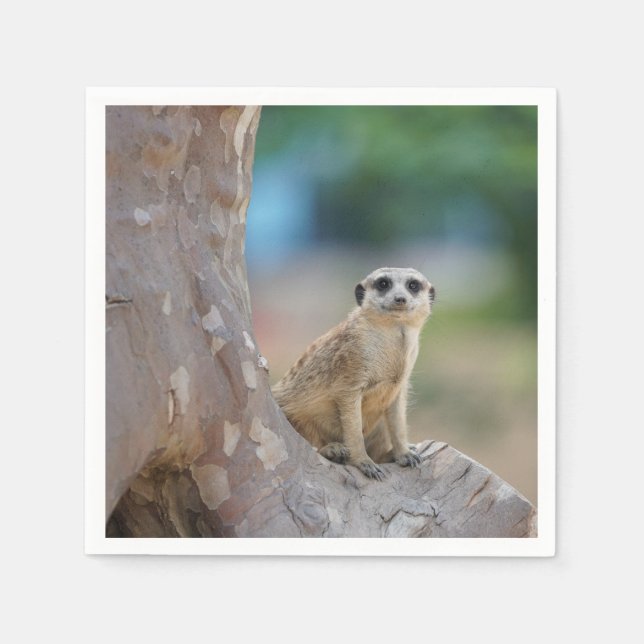 Meerkat Sat on Tree Napkin (Front)