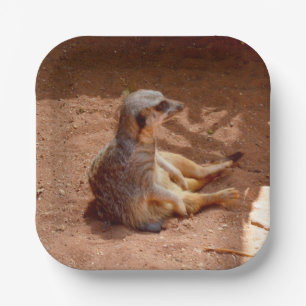 Meerkat Sitting Photography, Paper Plates