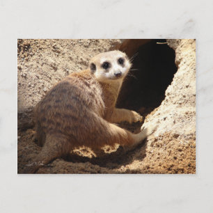Meerkat smile postcard