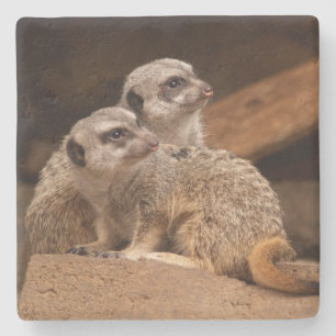 Meerkat Square coaster