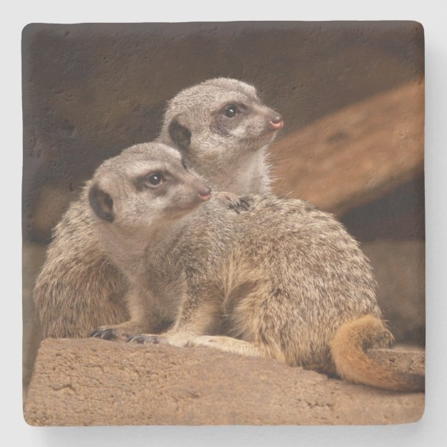 Meerkat Square coaster (Front)