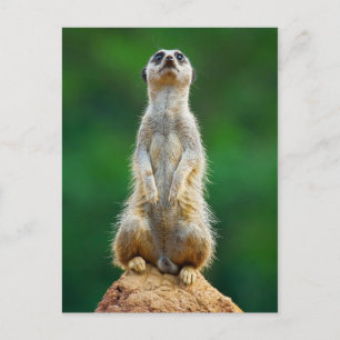 Meerkat standing guard postcard