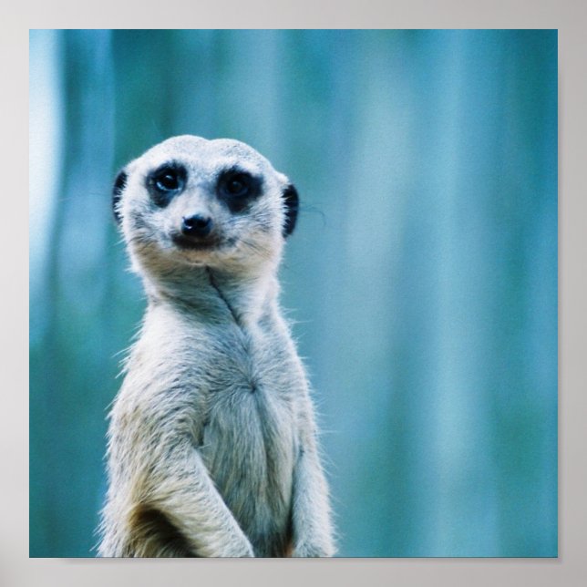 Meerkat Staredown - Poster (Front)