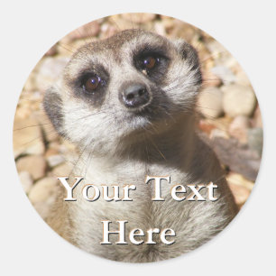 Meerkat Stickers