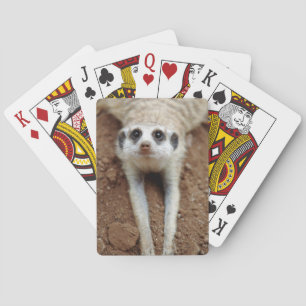 Meerkat (Suricata Suricatta) Cooling Down Playing Cards