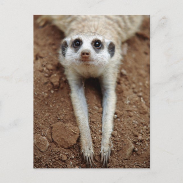 Meerkat (Suricata Suricatta) Cooling Down Postcard (Front)