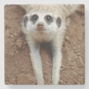 Meerkat (Suricata Suricatta) Cooling Down Stone Coaster