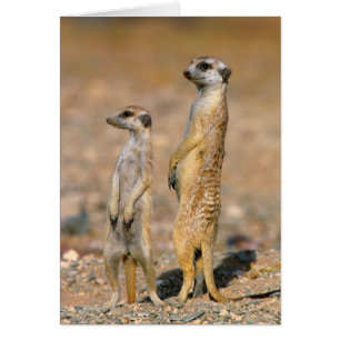 Meerkat (Suricata Suricatta) Sentinels, Karas