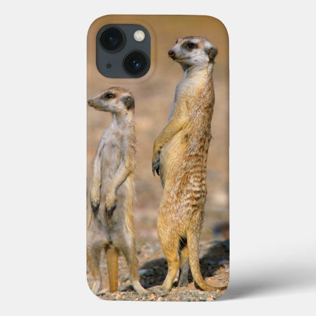 Meerkat (Suricata Suricatta) Sentinels, Karas Case-Mate iPhone Case (Back)