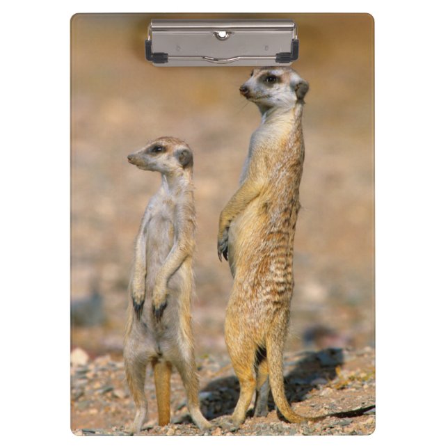 Meerkat (Suricata Suricatta) Sentinels, Karas Clipboard (Front)