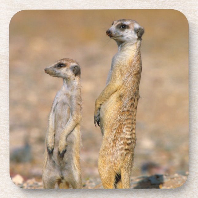Meerkat (Suricata Suricatta) Sentinels, Karas Coaster (Front)