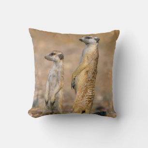 Meerkat (Suricata Suricatta) Sentinels, Karas Cushion