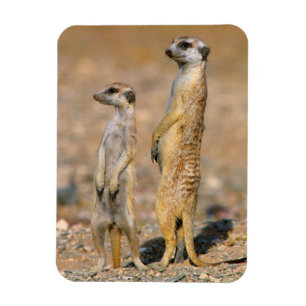 Meerkat (Suricata Suricatta) Sentinels, Karas Magnet