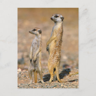 Meerkat (Suricata Suricatta) Sentinels, Karas Postcard