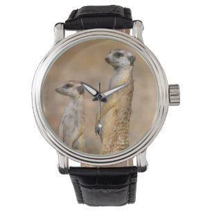 Meerkat (Suricata Suricatta) Sentinels, Karas Watch