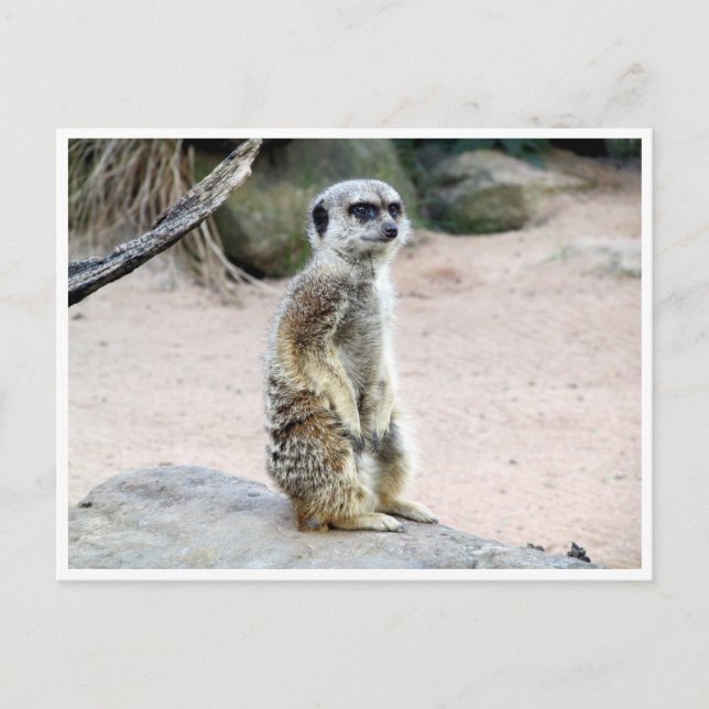 meerkat suricate postcard (Front)