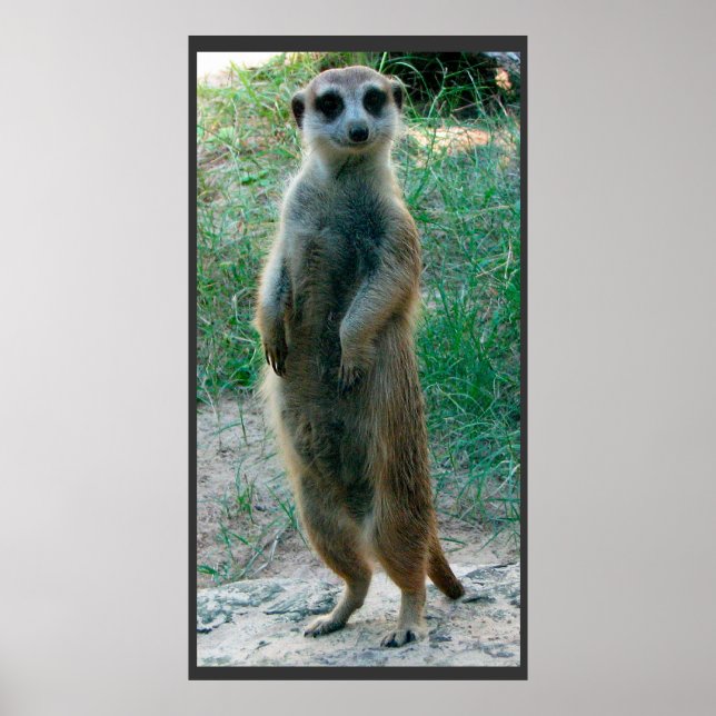 Meerkat Tall Poster (Front)