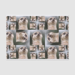 Meerkat Tissue Paper