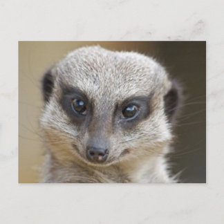 Meerkat Up Close Postcard