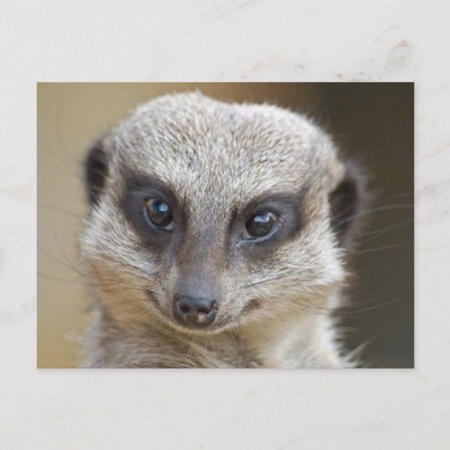 Meerkat Up Close Postcard (Front)