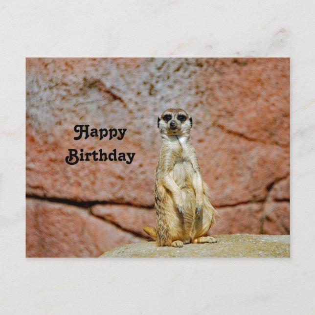 Meerkat Wildlife Photo Birthday Postcard (Front)