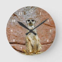 Meerkat Wildlife Photo