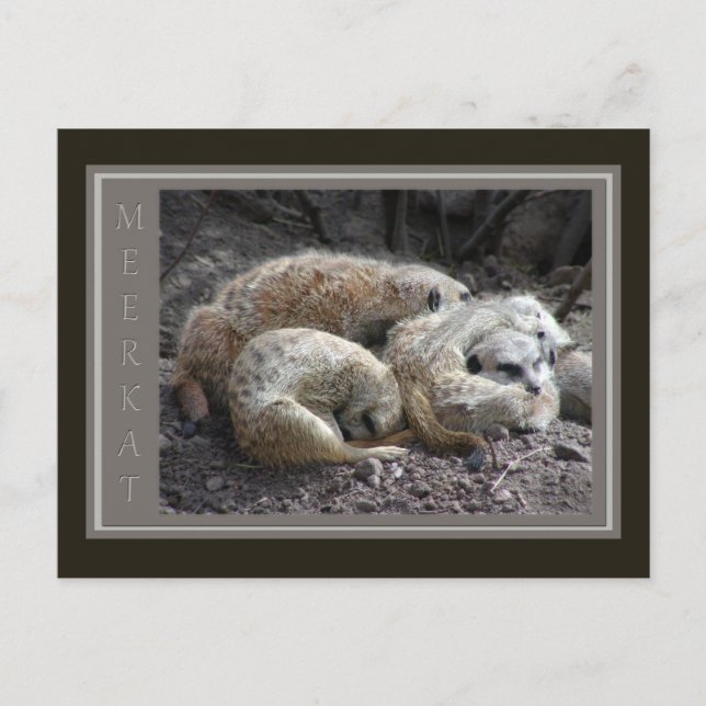 Meerkat Wildlife Postcard (Front)