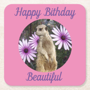 Meerkat With Daisies, Paper Birthday Coasters