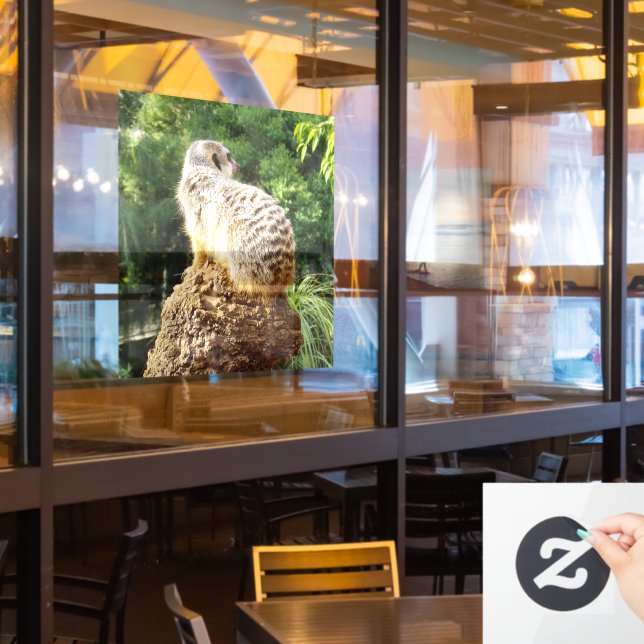 Meerkat With High Views, (Restaurant Window)