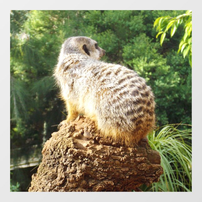 Meerkat With High Views, (Sheet)