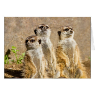 Meerkats