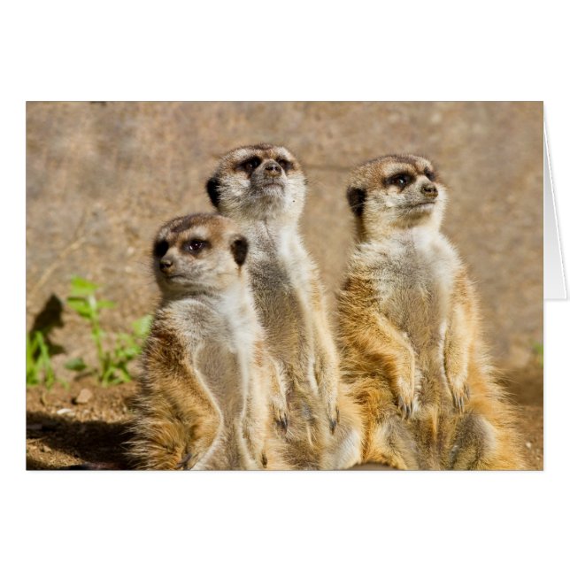 Meerkats (Front Horizontal)