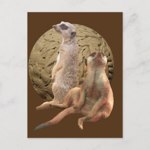 Meerkats Indianapolis Zoo Postcard
