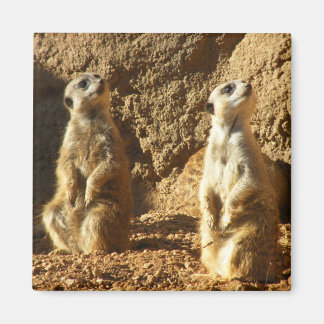 Meerkats Magnet