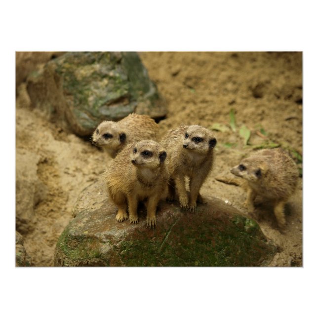 Meerkats, meerkat poster (Front)