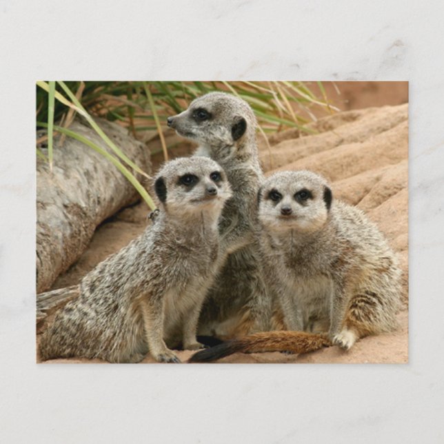Meerkats on the lookout postcard (Front)